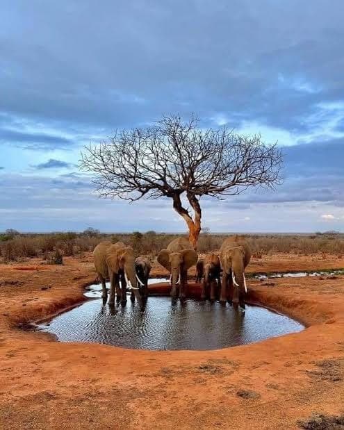 An elephant herd drinking at a circular waterhole beneath a lone bare tree