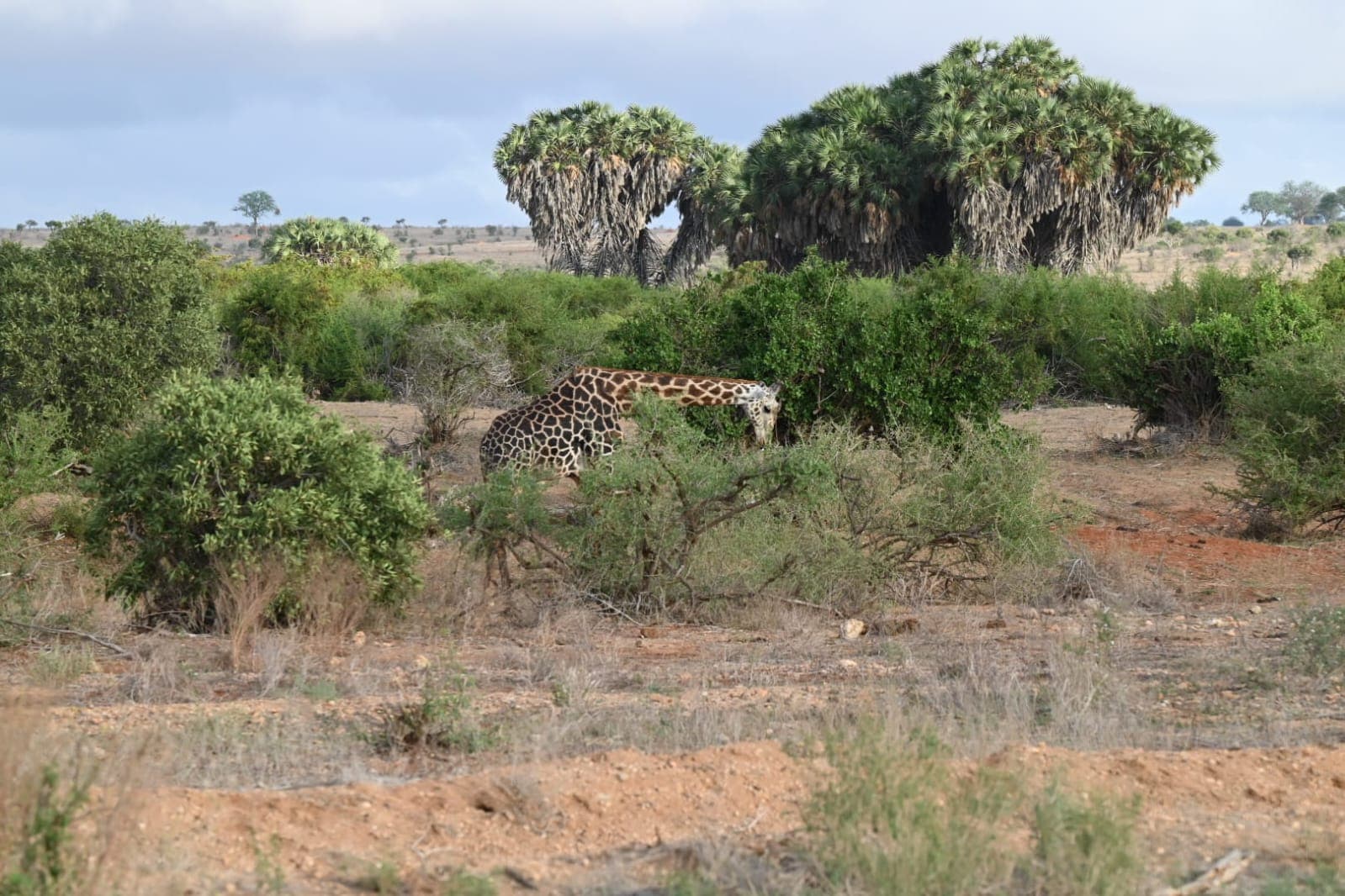 A giraffe feeding among doum palm trees in Tsavo