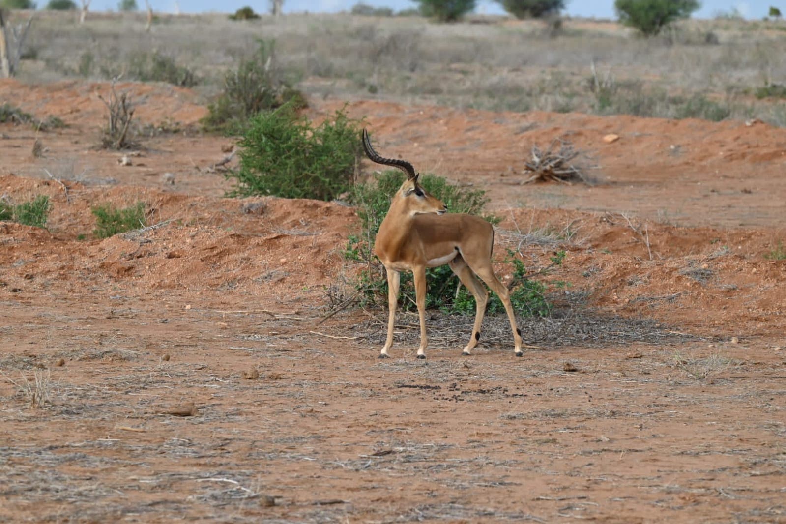 An impala standing alert on the red earth of Tsavo