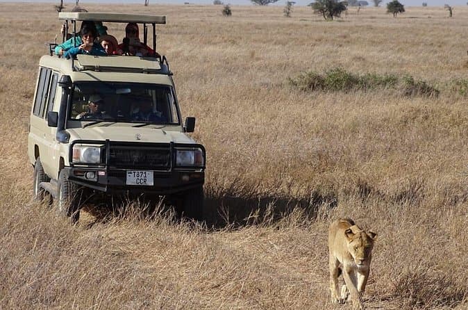 A lioness walking toward a safari vehicle full of tourists on the savanna