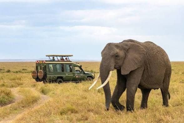 A safari vehicle with tourists observing a large tusker elephant up close