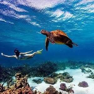 A snorkeler swimming alongside a large sea turtle above a coral reef