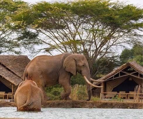 Elephants walking past a tented safari camp in Tsavo