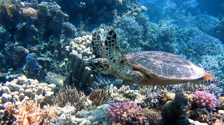 A sea turtle gliding over a vivid coral reef off the Malindi coast