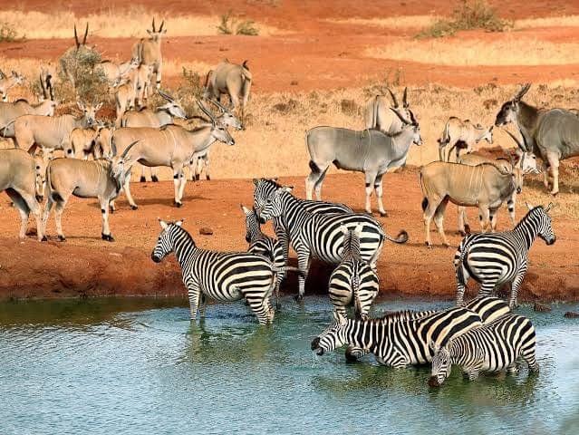Zebras and eland antelope gathered together at a waterhole in Tsavo