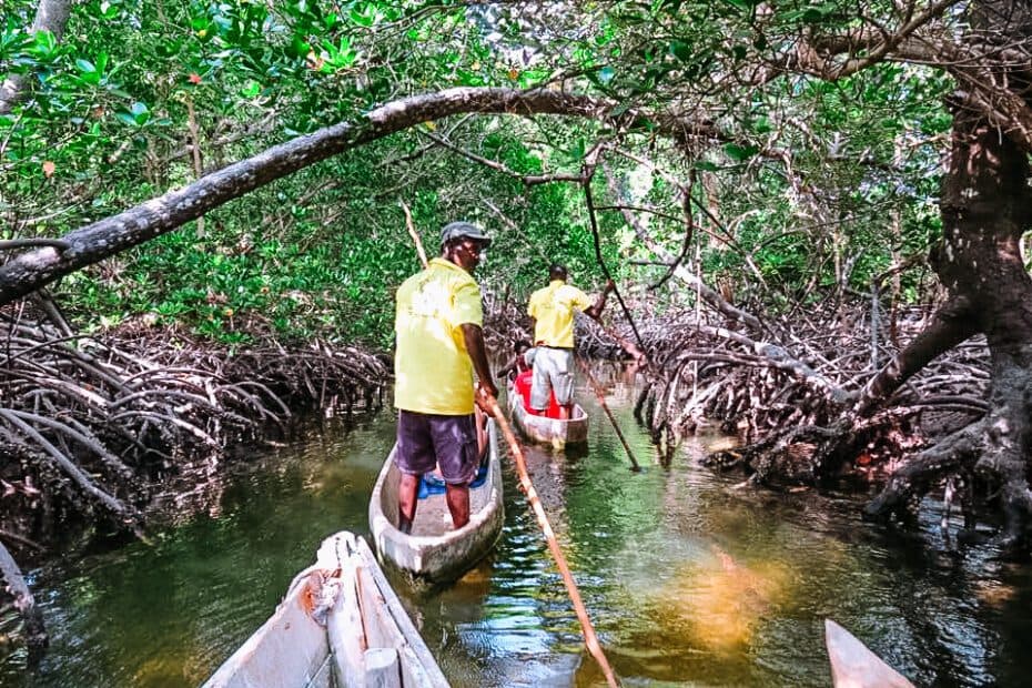 Guides poling dugout canoes beneath overhanging mangrove branches near Malindi