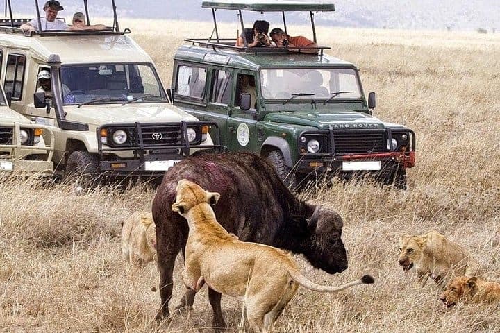 Safari vehicles with tourists watching a lion pride near a buffalo on the open plains